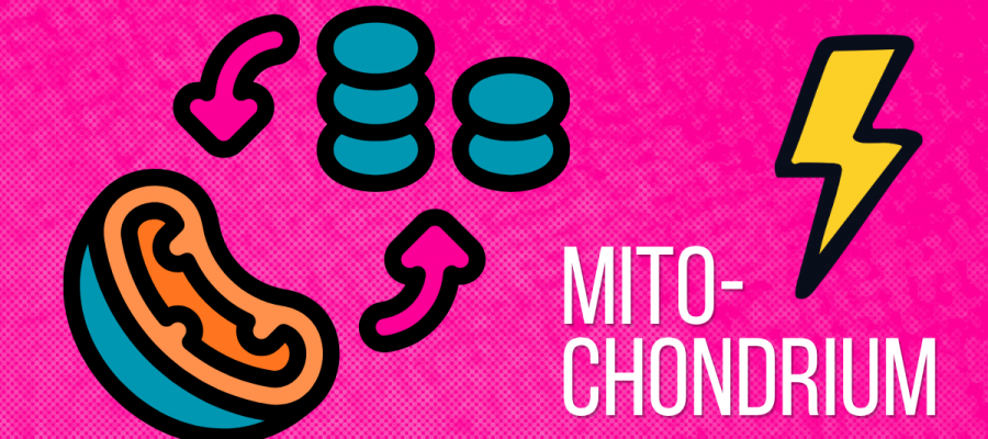Mitochondrien Gesundheit