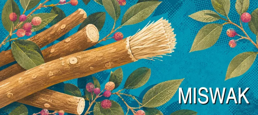 Miswak-Zweige mit aufgefasertem Bürstenende und Schriftzug „Miswak“